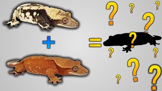 My 2024 Crested Gecko Breeding Pairs [upl. by Cantlon]