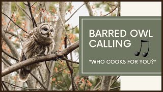 Barred Owl Calls To Mate  AMAZING VOCALS [upl. by Wolpert]