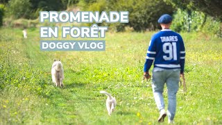 Doggy Vlog  Promenade en forêt [upl. by Niltak]