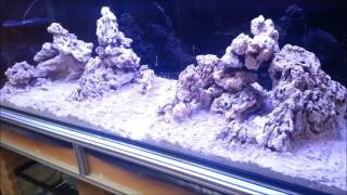 JayHoes Reef Part 15 Installing pukani fiji pink and filling the reef tank [upl. by Yenterb300]