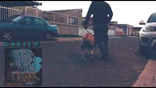 Ysterberg mastiff Jacobs Oakley Diedricksmastiffs southafricanmastiff boerboel dogsoftiktok [upl. by Elyr]