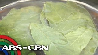 Salamat Dok Health benefits of Guava Leaves  Cura Mula sa Nature [upl. by Zobkiw19]