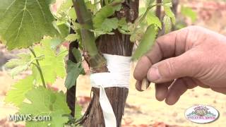 Grafting on to established vines can keep your vineyard productive [upl. by Notlef543]