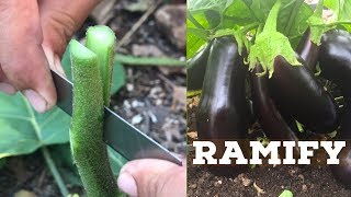 Grafting Vegetable Video  Eggplants and Pea Eggplant [upl. by Eidahs855]