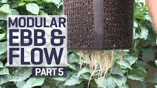 How to set up an Ebb amp Flow  Flood amp Drain Hydroponics Growing System  Irrigation  PART 5 of 6 [upl. by Idnis]