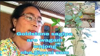 Goldstone sagipa aro wagam wajong chagipani sam  tarie ringe nibo [upl. by Amlas]