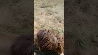 Leons Family walking near our jeep in Ngorongoro National Park Tanzania Africa Safari 2024 [upl. by Schindler550]