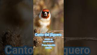 ✅️ CANTO del jilguero fauna shorts como canta el jilguero [upl. by Ygiaf321]