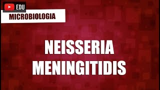 Neisseria Menigitidis  Microbiologia [upl. by Cloots]