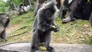 Friendly Silvery Lutung Monkeys Silver Leaf Monkeys in the beautiful country of Malaysia [upl. by Glenda]