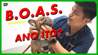 Brachycephalic Airway Obstructive Syndrome or BOAS [upl. by Eelarat54]