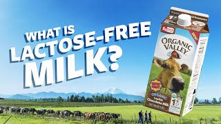 What is Lactose Free milk  Ask Organic Valley [upl. by Perkoff]