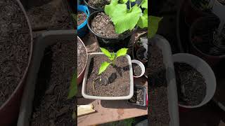 Another bell pepper plant popping out the dirt today [upl. by Anaicul]