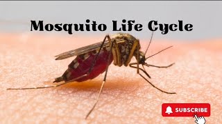 Mosquito Life Cycle  Educational Animated Video for Kids [upl. by Trudi456]