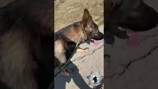 Proven K9 Training Bear Learns to Heel on a Leash [upl. by Anoval]