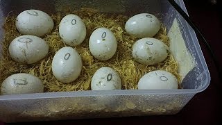 How To Successfully Hatch Duck Eggs Part 1 [upl. by Cleopatra549]