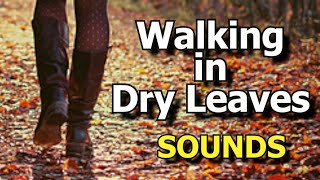 Footsteps on Dry Leaves Sound Effect  Crunching Leaves Underfoot walking Sound Effect [upl. by Esinad5]