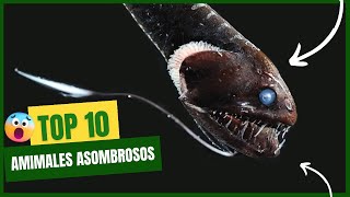 Los 10 Animales Más Asombrosos del Mundo [upl. by Waddle]