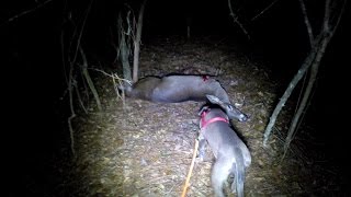 Deer Tracking with a Lacy Game Dog [upl. by Giralda]