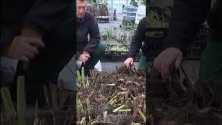 chaine de jardin Canna Comment arroser et faire lHivernage plante annuelle [upl. by Calvano787]