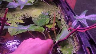 how to remove duckweed from a fish tank aquarium or pond [upl. by Ayala917]