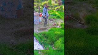 Cutting Thick Grass The Simple Solution EffectiveGrassCuttingGrassCuttingSolutionsGardenTips [upl. by Assilam]