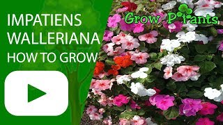 Impatiens walleriana  How to grow Busy Lizzie [upl. by Noryb]