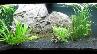 75Gallon CO2Injected AquaScape Update 101224 [upl. by Scornik226]