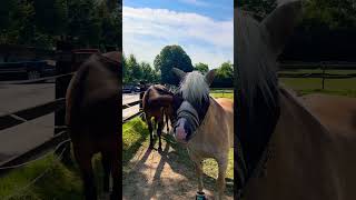 deutschland nrw krefeld pferd horse лошади losas الرحمة [upl. by Aitnwahs]