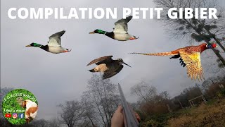 Action de chasse aux petits gibiers et aux chiens darrêts dans la Manche [upl. by Gnoh]