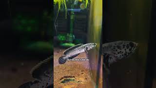 Limbata granite  1 dòng lóc cảnh đẹp mà hiếm ae lóc thủ quan tâm channasnakehead thaihoaaquarium [upl. by Anahsirk]