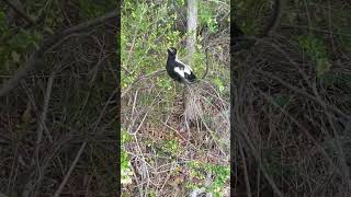 One of our neighbourhood magpies Very young magpie australia [upl. by Grosz12]