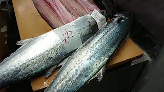 Epic Spanish Mackerel Sashimi Making Sawara Sushi  Best Japanese Sushi Skills [upl. by Hanzelin]