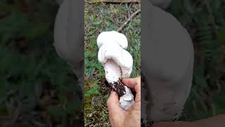 AGARİCUS ARVENSİSÇAYIR MANTARIAT EVLEĞİHORSE MUSHROOM [upl. by Pelpel]