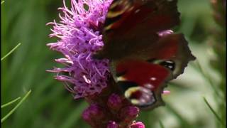 Ein naturnaher Staudengarten in Ostfriesland [upl. by Rutger]