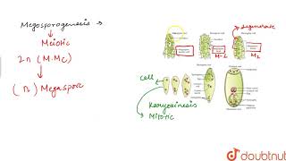 THE PISTILMEGASPORANGIUM OVULE AND EMBRYO SAC [upl. by Freida]