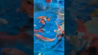 koi fish feeding time Nice playing koi aquarium fishaquarium fishcare fishing [upl. by Norvil]