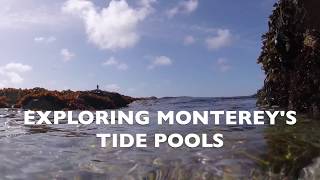 Exploring Montereys Tide Pools [upl. by Vassar]