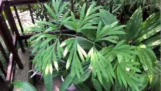 Cycads for the shade garden 2 [upl. by Perrins369]