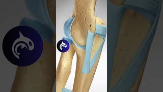 See what an MCL Tear of the Elbow looks like in 3D animation [upl. by Inacana678]