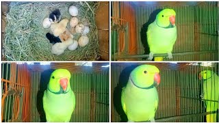 parrot 🦜🐦Video MURGI Chicks Swimming Pools Bathing Decolarization FRACAS  FishCutting [upl. by Magnus428]