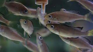 Cyprichromis leptosoma babies feedingartemia [upl. by Lachlan]