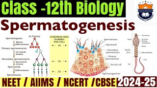 Spermatogenesis  Gametogenesis  Human Reproduction  Class12 Biology NEET [upl. by Chantalle]