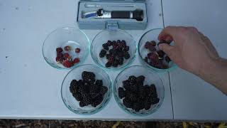 Comparing Blackberries Loganberries Tayberries and Marionberries [upl. by Quintilla]