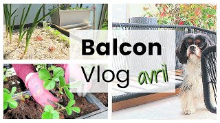 BALCON VLOG  Nouveau lounge repiquer pailler et planter des fraises  Vlog jardinage au balcon [upl. by Naam]