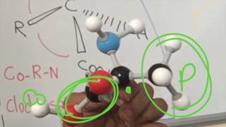 Amino Acid Stereochemistry [upl. by Enaoj]