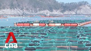 Abalone farming in South Korea threatened by drought [upl. by Carolle]