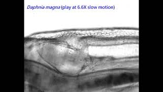 Daphnia magna heart beat video [upl. by Hailey532]