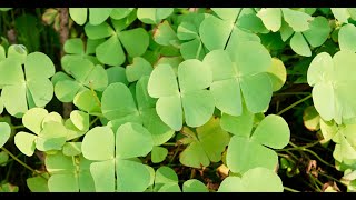 Hepatoprotective Activity of Whole Plant Extract Fractions of Marsilea minuta Linn [upl. by Aillij]