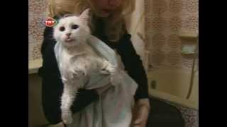 The Angora Cat  Ankara Kedisi Documentary english [upl. by Fortunna]